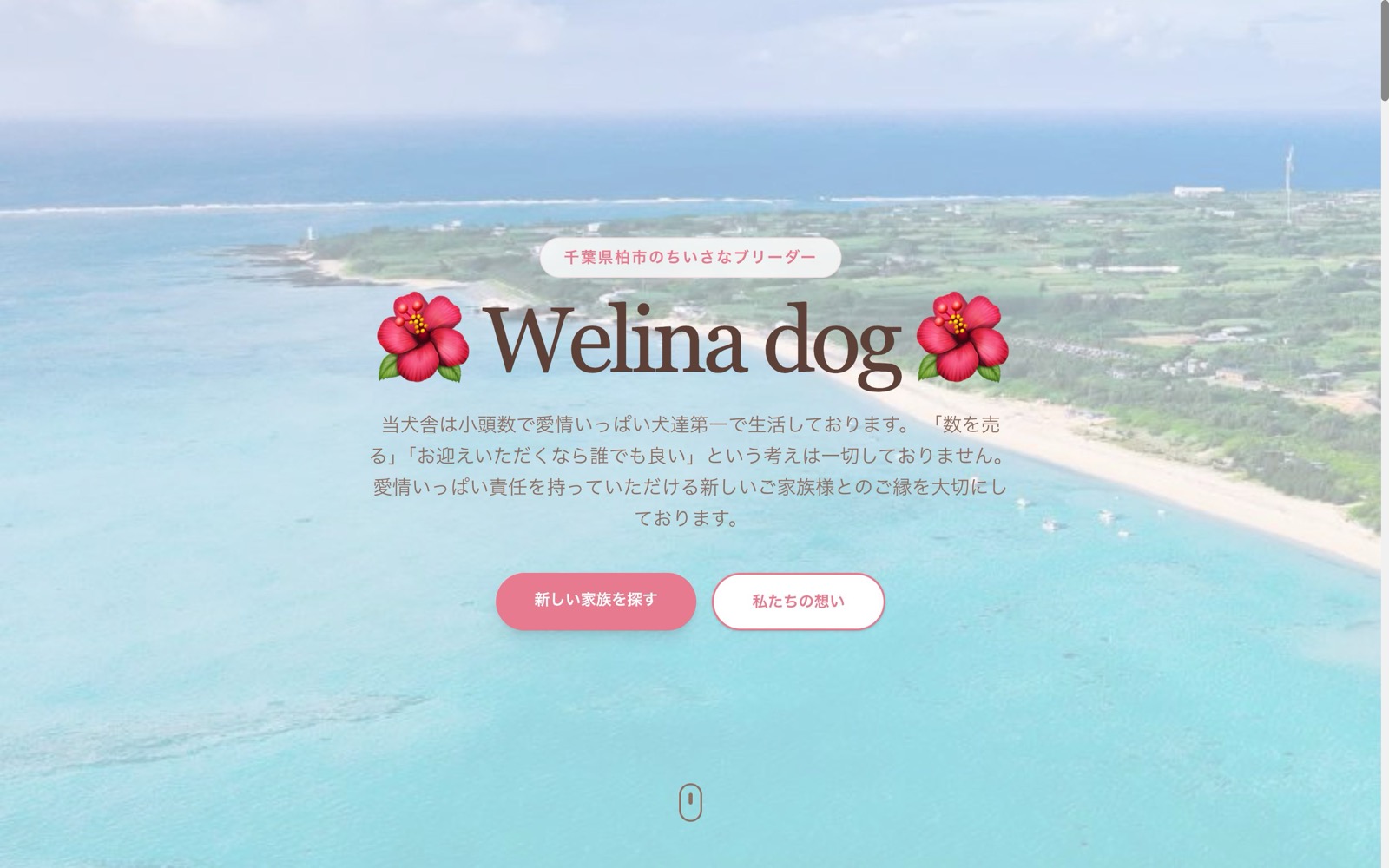ドッグブリーダー「Welina dog」のホームページ